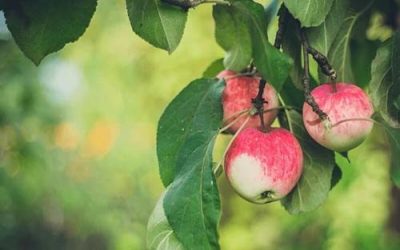 Better earning apple