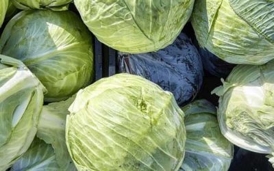 Smart cabbage