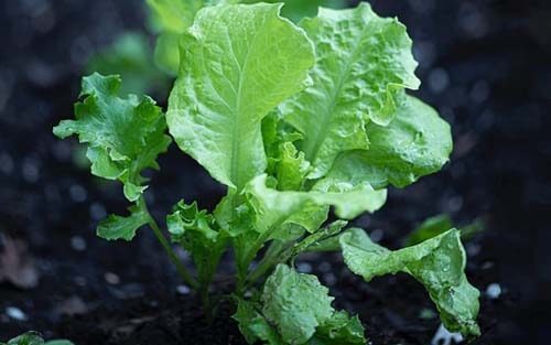 Zero residue lettuce