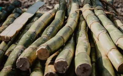 Cheaper sugar cane